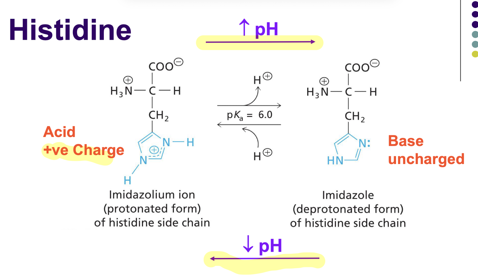 <p>Its pKa is 6, meaning in physiological conditions, the nitrogenous base ion is in its protonated (acid) form at the low range of biological pH and is in its deprotonated (base) form at the high range of biological pH. The pKa will vary depending on the protein it is in and its location in a protein</p>