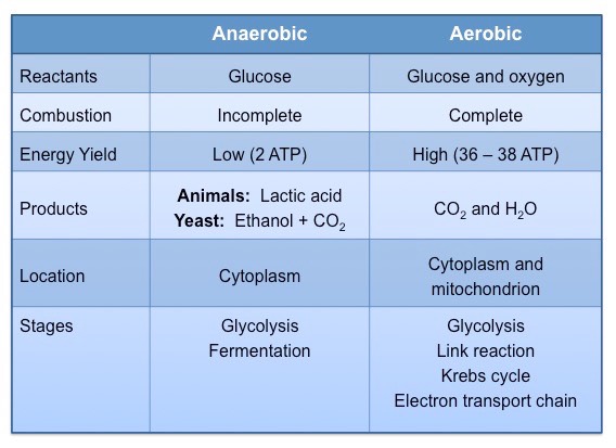 <p>Both have the glycolysis reaction</p><p>Vary in: </p><ul><li><p>Whether oxygen is used (in anaerobic it isn’t)</p></li><li><p>relative yields of ATP (in anaerobic it’s less)</p></li><li><p>End products (aerobic respiration produces CO2 and water in both plants and animals)</p></li><li><p>substrates (anaerobic uses only glucose)</p></li><li><p>where the reaction finds place (anaerobic is only in the cytoplasm)</p></li></ul><p></p>
