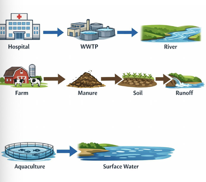 <p><strong>Antibiotics are </strong><span style="color: blue;"><strong>only partially metabolised</strong></span><strong> in humans and animals -> leave residues →  wastewater</strong></p><p>• Wastewater treatment plants <strong><u><mark data-color="red" style="background-color: red; color: inherit;">do not fully remove antibiotics or ARGs</mark></u></strong></p><p>• Agricultural manure contains <span style="color: red;">antibiotics, resistant bacteria, and resistance genes</span> -> Runoff transports <span style="color: red;">contaminants into soils, rivers, and groundwater</span></p><p>• Aquaculture releases antibiotics <strong><mark data-color="blue" style="background-color: blue; color: inherit;">directly into aquatic environments</mark></strong></p><p>• Low concentration <u>but biologically active</u> - <strong>Low-dose, chronic exposure </strong><span style="color: red;"><strong>creates continuous selection pressure</strong></span></p>