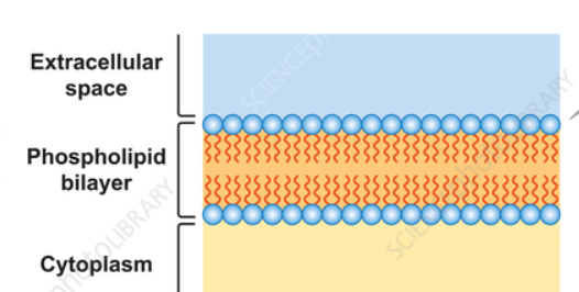 <p>Describe the parts of the phospholipid bilayer</p>