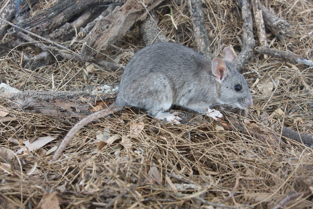 <p>Commonly build conspicuous stick nests or middens in rocky crevices, shrubs, cactus, or debris piles.</p><p><strong>Rat-like appearance; ears and eyes proportionally large. Tail long and well haired, unlike the naked tail of introduced rats. </strong> Typically larger than sympatric Peromyscus, Reithrodontomys, and Onychomys.</p>