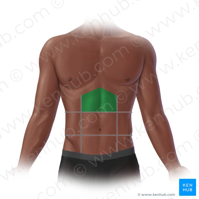 <p>What is the highlighted structure?</p>