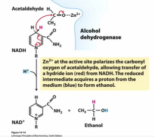 <ul><li><p>Zn<sup>+2</sup> at the active site polarizes the carbonyl oxygen of acetaldehyde, allowing transfer of a hydride ion from NADH.</p></li><li><p>The reduced intermediate acquires a proton from the environment to form ethanol.</p></li><li><p></p></li></ul><p></p>