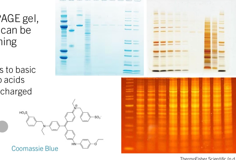 <ul><li><p>Now separated in the PAGE gel, the colourless proteins can be visualized through staining</p></li><li><p>Protein stains include:</p><ul><li><p><strong>Coomassie Blue – binds to basic and hydrophobic amino acids</strong></p></li><li><p><strong>Silver Stains – binds to charged amino acids</strong></p></li><li><p><strong>Fluorescent Dyes</strong></p></li></ul></li></ul><p></p>