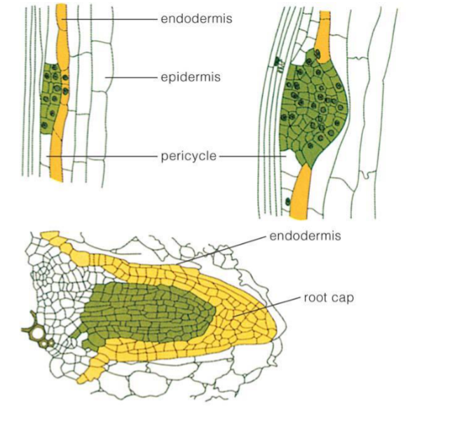 <p>Result of chemical growth regulators that cause the <strong>pericycle </strong>to start dividing at specific sites</p><ul><li><p>resulting lateral root primordia continues to form new cells</p></li><li><p>as it expands, lateral root pushes and destroys cortex cells and epidermis</p><ul><li><p>endodermal cells join newly developed root</p></li></ul></li></ul><p></p>