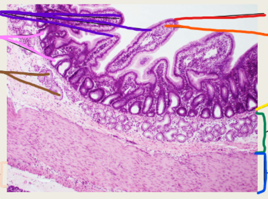 <p>red small intestine </p>