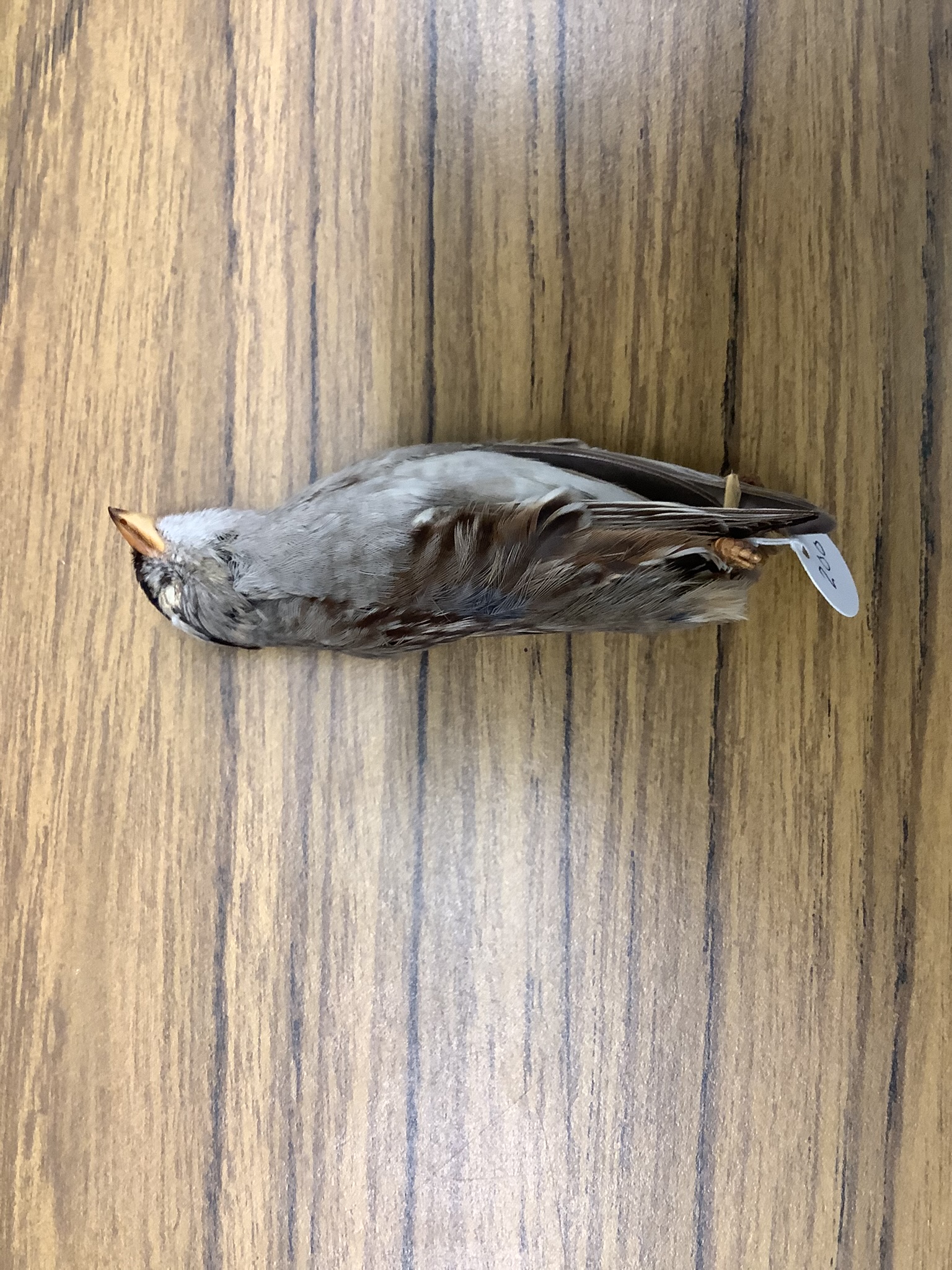 <p>Class Reptillia</p><p>Order Passeriformes</p><p>White-crowned sparrow</p><p></p>