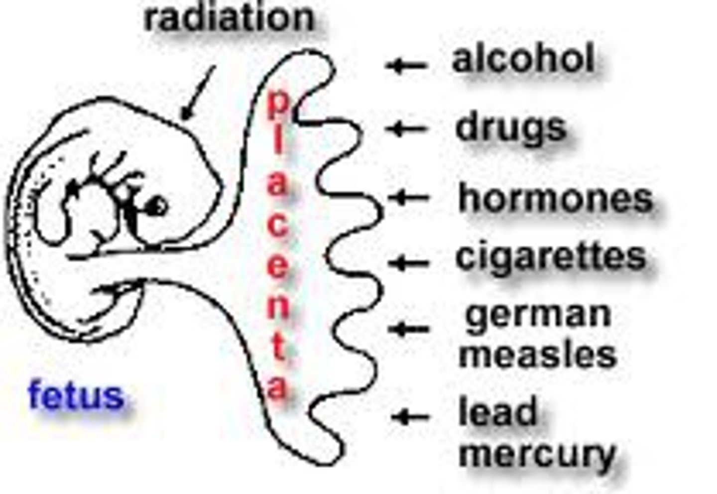 <p>- (Substances/Factors that may harm the developing baby)</p><p>- Harmful substance affecting prenatal development</p>
