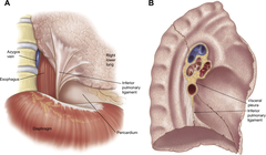 <p>the continuation/connection between the pulmonary and mediastinal pleura at the hilus of the lung. It is formed where the mediastinal pleura reflects to become the pulmonary pleura</p><p>AKA The pulmonary ligament is a double serosal sheath that extends from the lower lobe of the lung to the mediastinum and from the hilus to the diaphragm.</p>