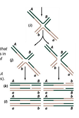 <p>AB and ab</p><p>cleave the strands that crossed over resulting in exchange of a pair of homologous single stranded segments (non-recombinant but heteroduplex regions)</p><p>left side of image</p>
