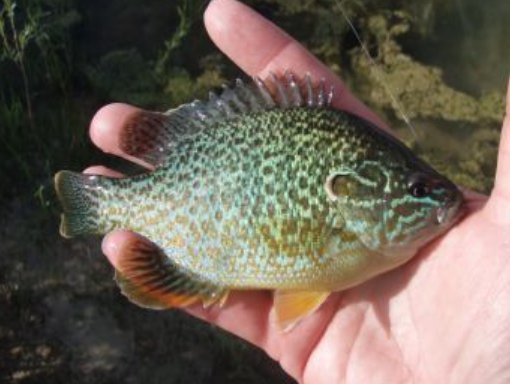 <p>Lepomis gibbosus</p><p>nonnative</p><p>thin body with small mouth, underside yellow/orange, sides mottled with orange/yellow/blue spots, wavy blue lines on face, short black ear flaps</p>