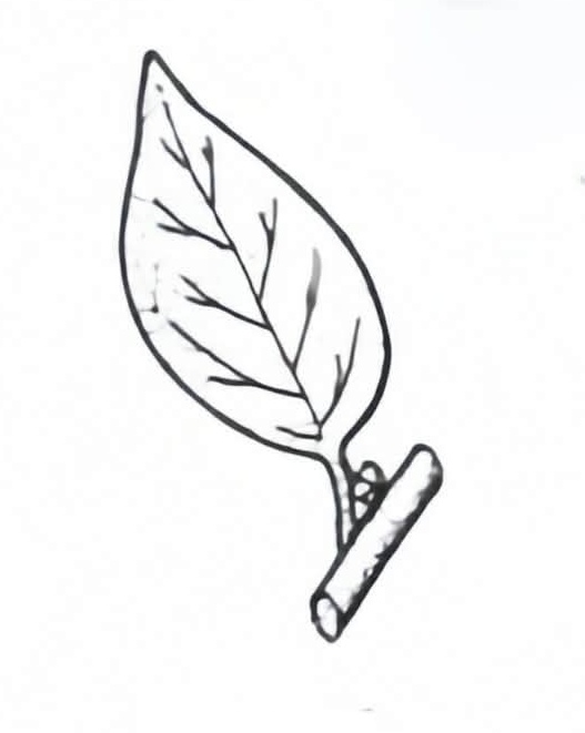 <p>Simple Leaf</p>