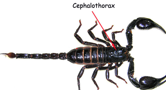 <p>cephalothorax </p>