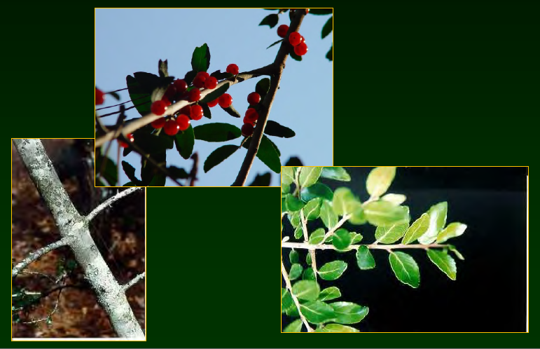 <p>•</p><p>Aquifoliaceae</p><p>•</p><p>Leaves have caffeine</p><p>•</p><p>Key Characters:</p><p>•</p><p>Crenate leaves</p><p>•</p><p>Red berries</p><p>•</p><p>Light gray bark</p><p>•</p><p>Small tree</p>