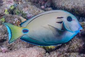 <p>Acanthurus tennentii</p>