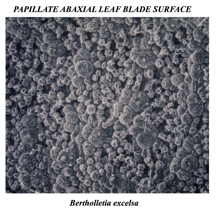 <p>covered with small, rounded, or nipple-shaped bumps (papillae)</p>