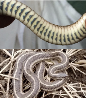 <p>Family: Natricidae</p><p>Location: Widespread except corners</p><p>ID: <span>Back: 3 White-cream-yellow stripes on brown/gray/tan body; </span><span style="font-size: calc(var(--scale-factor)*23.79px);">Belly: Two rows of “Half-Moons” on Cream or pale green; single anal plate; keeled scales; head is noticeably blunt and tapered</span></p><p><span style="font-size: calc(var(--scale-factor)*23.79px);">Life/History: locally abundant but secretive; </span><span>Prairie hillsides, woodland edges, & urban areas under debris; eats earthworms and other small inverts; live birth</span></p>