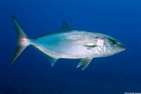 <p>Seriola dumerili</p>