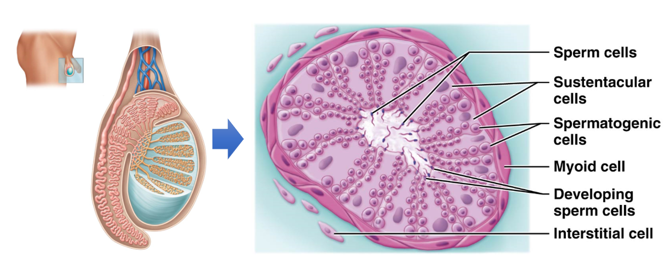 <p>Cells found <strong>between the seminiferous tubules</strong></p><ul><li><p><strong>Produce and secrete androgens</strong>, primarily testosterone, into the surrounding interstitial fluid</p></li></ul><p></p>