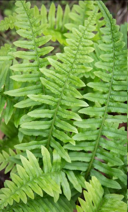 <p>This fern features long, slender fronds that can grow up to 60 cm tall, and its leaves are typically deeply lobe</p>