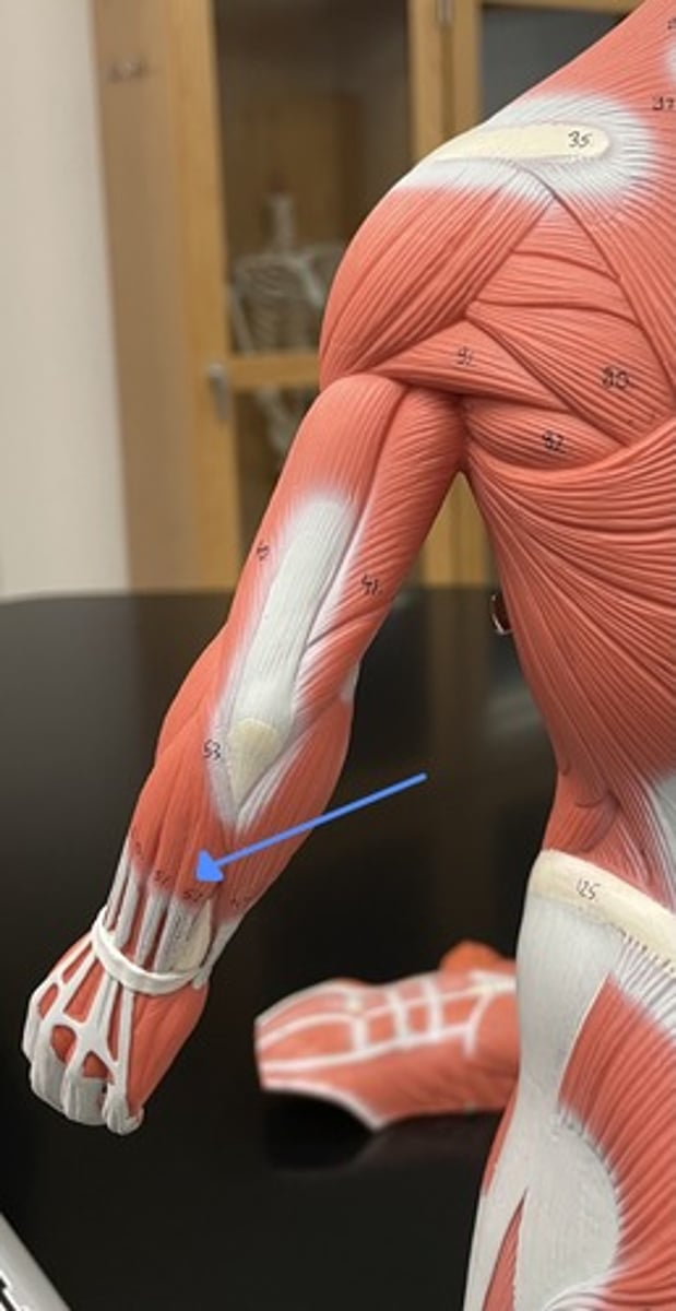 <p>extensor carpi ulnaris</p><p>origin:</p><p>insertion:</p><p>action:</p>