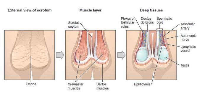 <ul><li><p>Scrotum= hudsæk hængende fra symfysen og radix penis</p></li><li><p>Indeholder testes og adskilt af midstillet septum scroti</p></li><li><p>Formen varier med alder og temperatur</p></li><li><p>Funktion: Holder testes 2-3 grader celsius køligere end bughulens temp. (kontraherer ved kulde og relakserer ved varme)</p></li></ul><p></p>