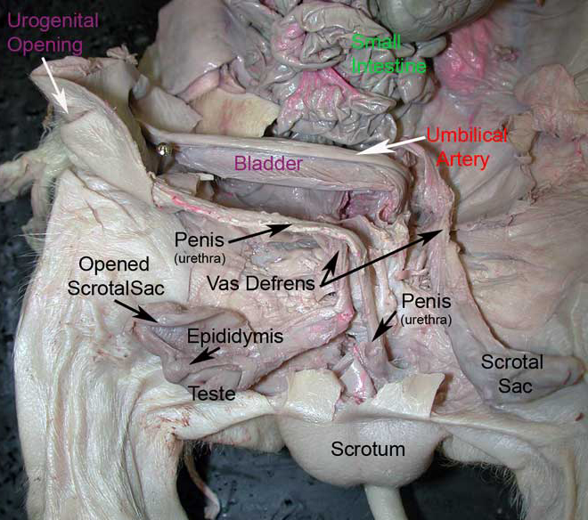 <p><span style="background-color: transparent;">The male reproductive organ used to deliver sperm during reproduction and to remove urine from the body.</span></p>