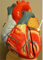 <p>Identify the structure</p>