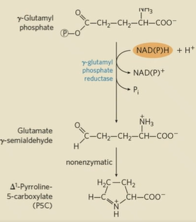 <ol><li><p>glutamate kinase phosphorylates glutamate</p></li><li><p>NADPH + H+ cofactor used to reduce phosphorylated glutamate to a semialdehyde</p></li><li><p>nonenzymatic spontaneous cyclization to P5C</p></li><li><p>pyrroline carboxylate reductase reduces P5C using NADPH + H+ to get proline</p></li></ol><p></p>