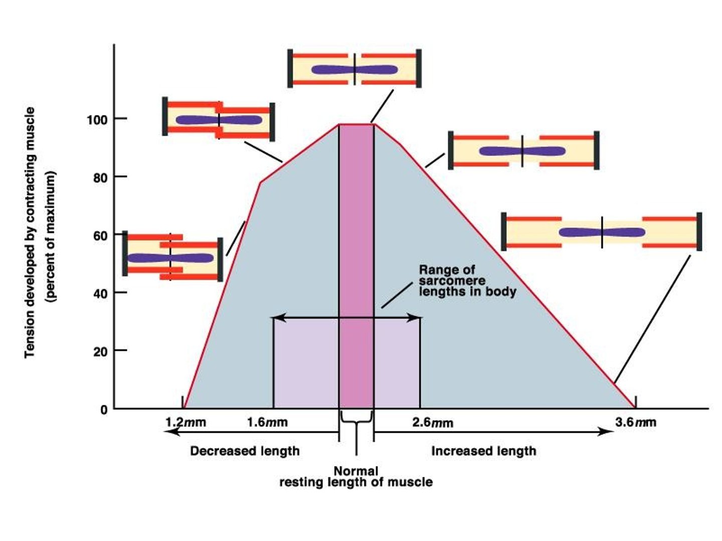 <p>Force is proportional to sarcomere length and the number of activated crossbridges.</p>