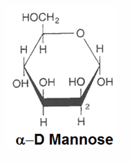<p><strong>α - D- mannose</strong></p><p><strong>monosaccharide, surtout chez les véféteaux, soluble, dextrogyre, chaine de galatane</strong></p>