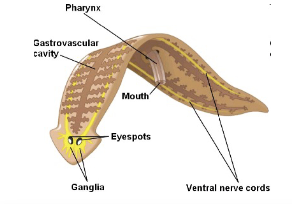 <p>phylum platyhelminthes: flatworms</p>