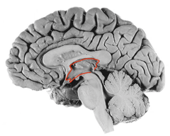 <p>connected to the lateral ventricles by the interventricular foramen</p>