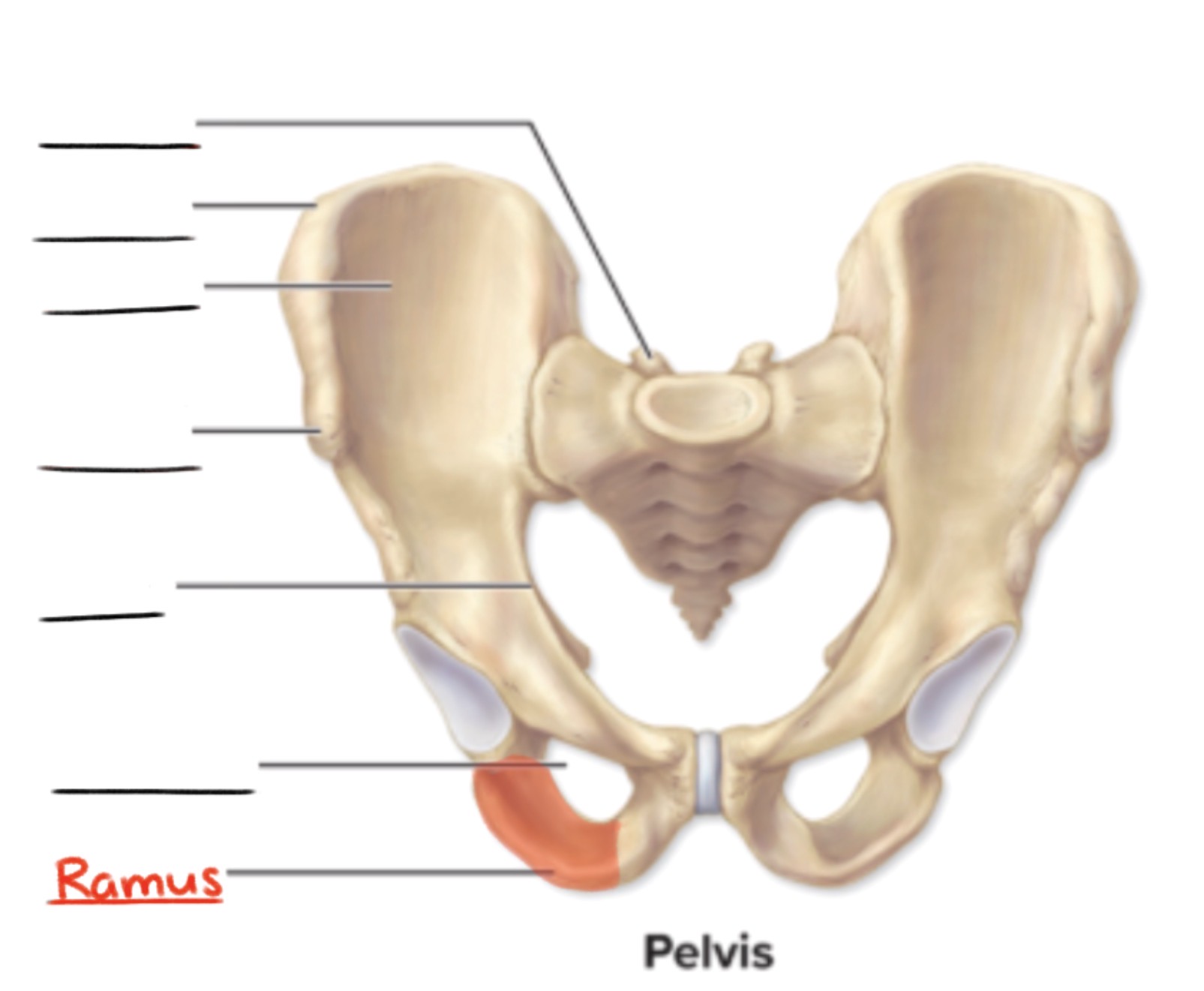 <p><strong>Ramus</strong> (pl., <em>rami</em>)</p><p>Angular extension of a bone relative to the rest of the structure</p><p>(Projection)</p>