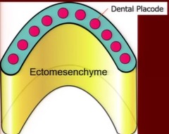 <p>the tooth bug stage</p>