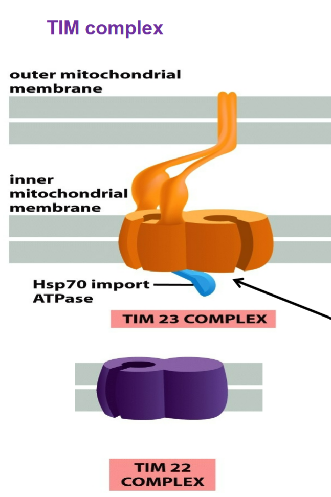 <ul><li><p>TIM23 spans both outer and inner mitochondrial membranes → has extension from inner to outer membranes that allow TIM and TOM to interact for proteins to enter through matrix and threaded through series</p></li><li><p>Transports: soluble proteins into MATRIX; membrane proteins into inner mitochondrial membrane</p></li><li><p>import Hsp70 import ATPase complex binds to and pulls proteins through TIM23 channel → chaperone protein used to clear out unstable/unfolded proteins, pulls protein across inner membrane channel by hydrolyzing ATP, increase order of cell from unfolded to fold into 3D shape</p></li></ul><p></p>