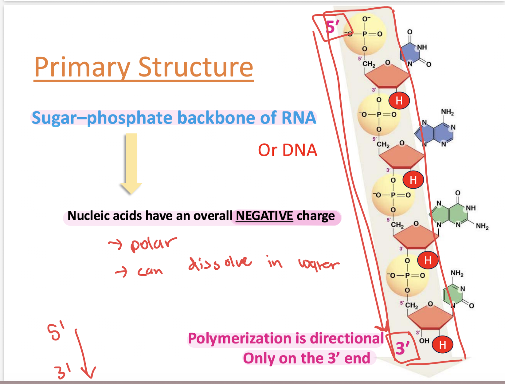 <p>Sugar-phosphate backbone</p>