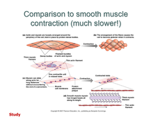 <p>- There is a network of "dense bodies:" in the cytoplasm that serve as attachment points for actin filaments, thick filaments overlapping thin in an irregular way</p><p>- Cell shortens and twists during contraction</p>