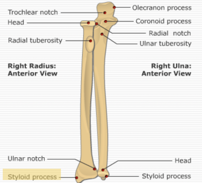 <p><span>The <strong>radial styloid process</strong>.</span></p>