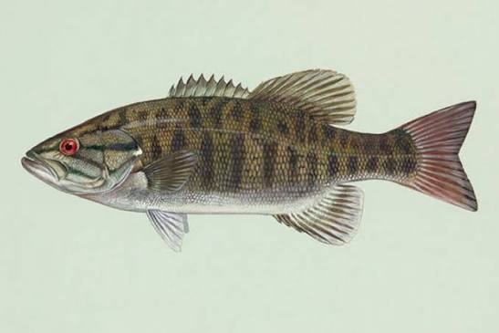 <p>What type of lure does the smallmouth bass like?</p>