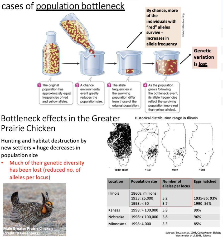 <ul><li><p>Result of an environmental event (Volcano, Tornado, etc.)</p><ul><li><p>A population starts with equal allele frequencies, but after an event in which a small group of individuals gets isolated from the original population, the allele frequency changes. </p></li><li><p>Loses genetic variation. </p><ul><li><p>Happened with the greater prairie chicken in Illinois</p></li></ul></li></ul></li></ul><p></p>