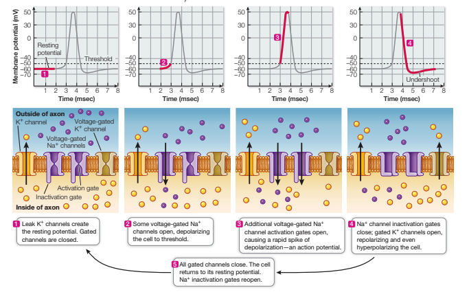 <ol><li><p>leak potassium channels create the resting potential. Gated channels are closed.</p></li><li><p>some voltage gated sodium channels open, depolarizing the cell to threshold</p></li><li><p>additional voltage gated sodium channel activation gates open causing a rapid spike of depolarization</p></li><li><p>sodium channel inactivation gates close; gated potassium channels open, repolarizing and even hyperpolarizing the cell.</p></li><li><p>all gated channels close. the cell returns to its resting potential</p></li></ol><p></p>