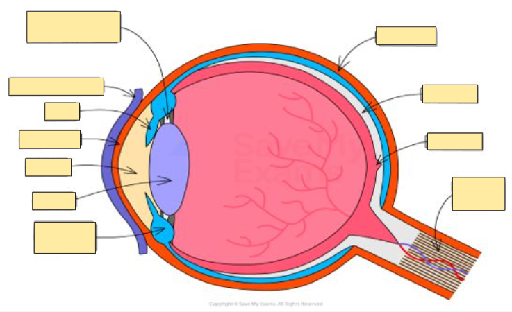 term image
