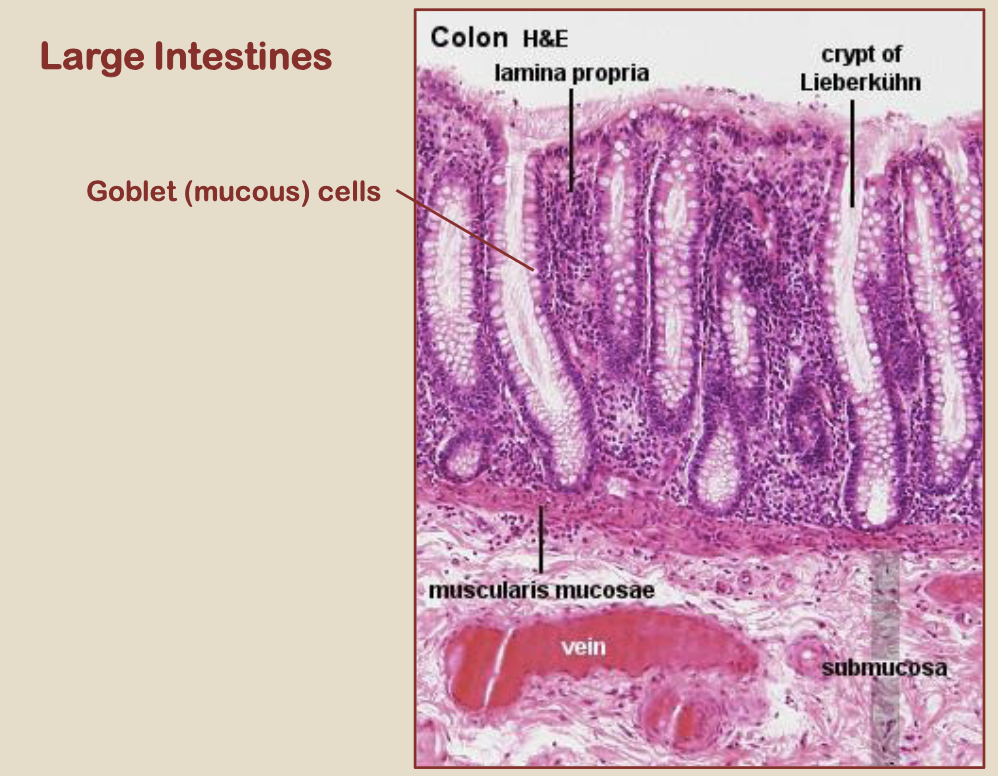<p>large intestine: simple columnar epithelium, goblet cells, lamina propria, muscularis mucosa, submucosa, muscularis externa, intestinal glands (crypts)</p>