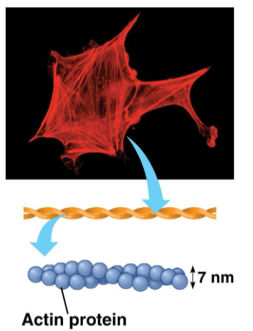 <ul><li><p>Rods composed of globular actin proteins, arranged as a twisted double chain</p></li><li><p>Network in the cell membrane that supports the cell shape </p><ul><li><p>Important in animal cells since they do not have a cell wall</p></li></ul></li></ul><p></p>