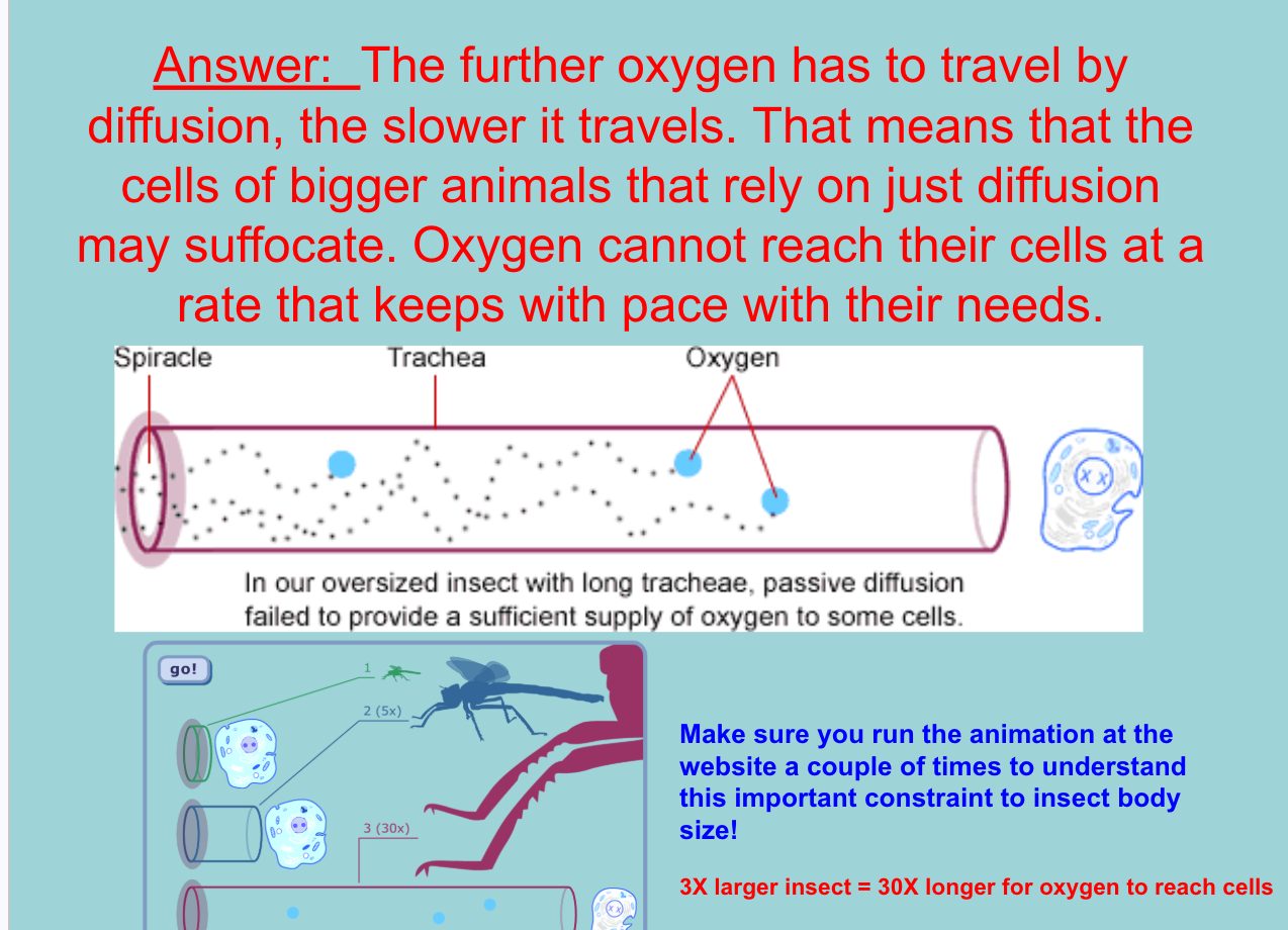 <p><span style="background-color: transparent;"><u>Answer:&nbsp; </u>The further oxygen has to travel by diffusion, the slower it travels. That means that the cells of bigger animals that rely on just diffusion may suffocate. Oxygen cannot reach their cells at a rate that keeps with pace with their needs.&nbsp;<strong>3X larger insect = 30X longer for oxygen to reach cells&nbsp;</strong></span></p>