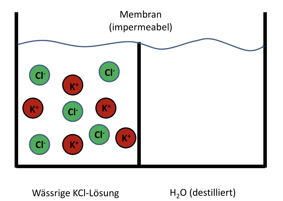 <p>Was passiert wenn die Membran entfernt wird? (Impermeable = undurchlässig)</p>