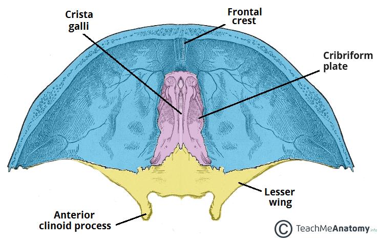 <p>a thick, triangular bony wedge that projects upward from the ethmoid bone into the anterior cranial cavity</p>