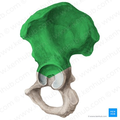 <p>the uppermost and largest part of the coxal bone, contributing to the structure of the pelvis. </p>