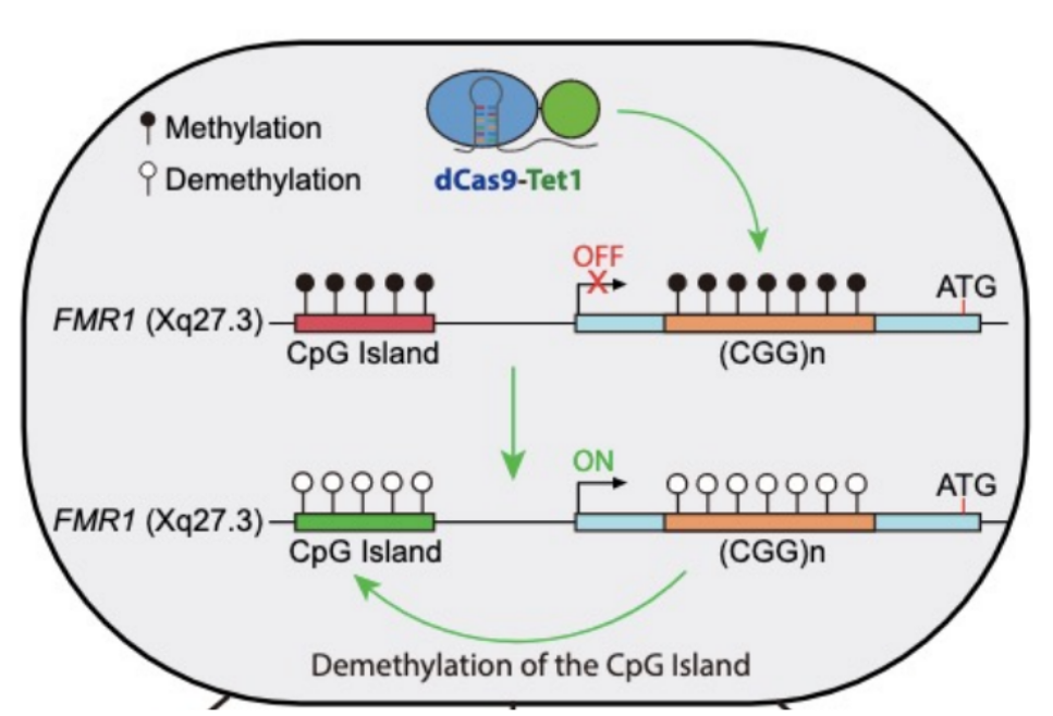 <p>use <u>enzyme-dead Cas9 to recruit </u><strong><u>regulators </u></strong><u>for </u><strong><u>transcription and chromatin</u></strong>, specifically <strong><u>cytosine demethylase </u></strong><u>called </u><strong><u>Tet1</u></strong><span style="color: rgb(176, 173, 173);">, to reverse silencing of the FMR1 gene</span></p><ul><li><p><span style="color: rgb(190, 186, 186);">(where there can be many diff. enzymes recruited b/c many functions of transcription activator/repressor, DNA demethylase, histone acetyltransferase, methyl transferase)</span></p></li></ul><p>steps:</p><ul><li><p>the enzyme-dead Cas9 recruits Tet1 to the FMR1 gene, where:</p><ul><li><p>dCas9-Tet1 / dC-T will <u>increase FMR1 </u><strong><u>gene </u></strong><u>expression </u></p></li><li><p>as a result, <u>FMR1 </u><strong><u>protein</u></strong><u> levels increase</u> in cells treated w/ dCas9-Tet1</p></li></ul></li></ul><p>__</p><p>(top pic) dCas9-Tet1 / dC-T recruited to the FMR1 gene will <u>increase FMR1 </u><strong><u>gene </u></strong><u>expression</u></p><p>(bottom pic) <u>FMR1 </u><strong><u>protein</u></strong><u> levels increase</u> in cells treated w/ dCas9-Tet1</p><ul><li><p>whereas, FX52_mock where there’s no dCas9 or Tet1 (is just the control) shows little to no FMR1 protein expression b/c of abnormally high DNA methylation at FXS NPCs that reduce FMR1 gene expression and resulting FMR1 protein expression </p></li></ul><p></p>